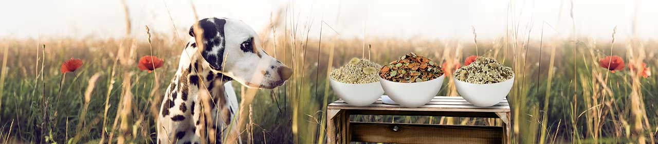 Découvrez le Muesli sans Gluten pour Chien | Perro