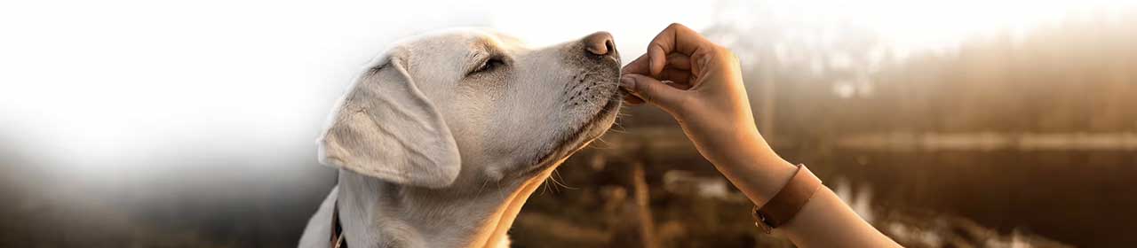 Découvrez la Friandise pour Chien 'Rouleau Gourmand à la Volaille et à la Patate Douce' | Perro